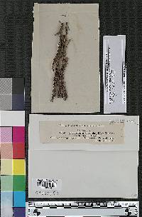 Passalora sequoiae image
