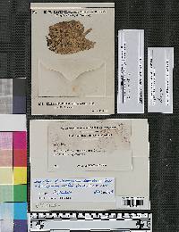 Cladosporium subnodosum image