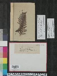 Fusarium pteridis image
