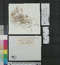 Cochliobolus geniculatus image