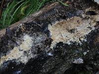 Image of Coniophora marmorata