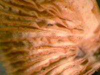 Mycenella trachyspora image
