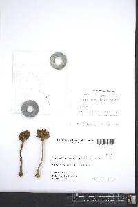 Amanita brunnescens image