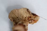 Hypomyces lithuanicus image