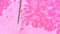 Amanita amerivirosa image