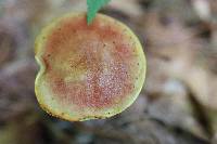 Aureoboletus betula image