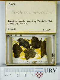 Hemitrichia intorta image