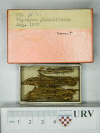 Physarum globuliferum image