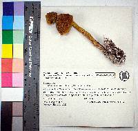 Aureoboletus betula image