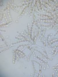 Tulasnella aurantiaca image