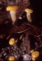 Vibrissea truncorum image