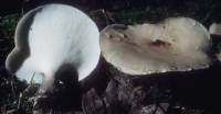 Royoporus badius image