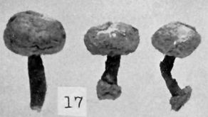 Tulostoma membranaceum image