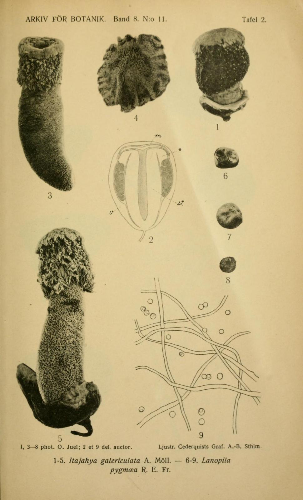 Calvatia pygmaea image