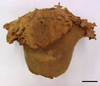 Calvatia craniiformis image
