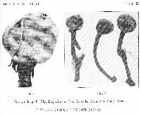 Image of Tulostoma cyclophorum