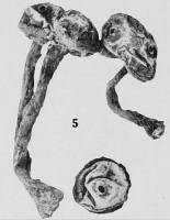 Image of Tulostoma macrosporum