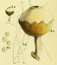 Image of Tulostoma poculatum