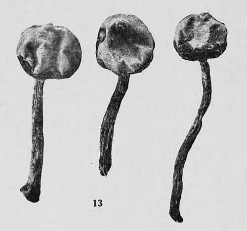 Tulostoma striatum image
