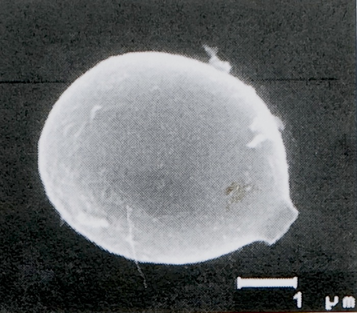 Tulostoma volvulatum var. obesum image