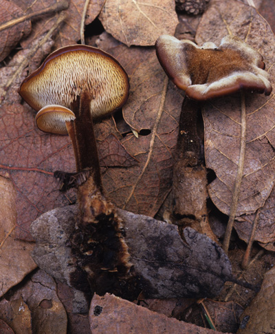 Auriscalpiaceae image
