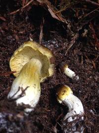 Image of Tricholoma subsejunctum