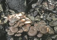 Image of Clitocybe californiensis