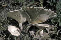 Clitocybe candicans image