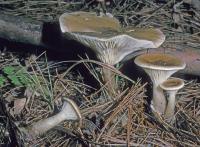Image of Ampulloclitocybe clavipes