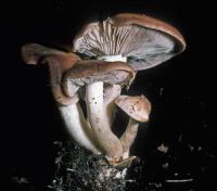 Image of Clitocybe leucopaxilloides