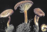 Image of Clitocybe sinopica