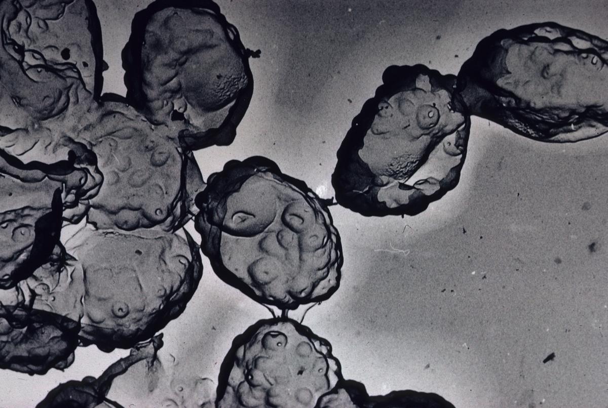 Clitocybe sordida image