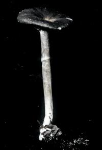 Clitocybula atrialba image