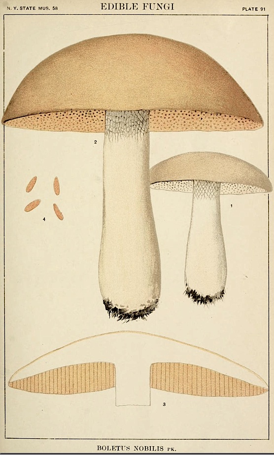 Boletus nobilis image