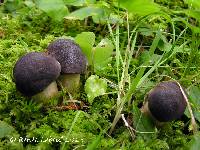 Image of Tylopilus alboater