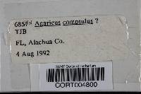 Agaricus comptulus image