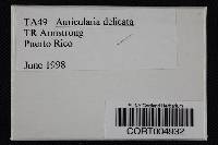 Auricularia delicata image
