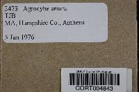 Agrocybe amara image