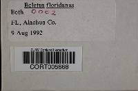 Image of Boletus floridanus
