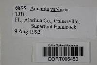 Amanita vaginata image