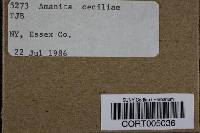 Amanita ceciliae image