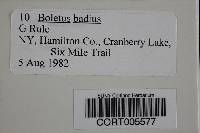 Boletus badius image