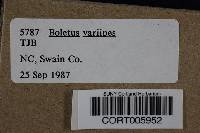 Boletus variipes image