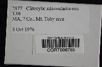 Image of Clitocybe adirondackensis