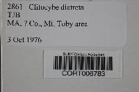 Image of Clitocybe diatreta