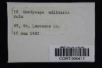 Cordyceps militaris image