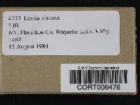 Leotia viscosa image