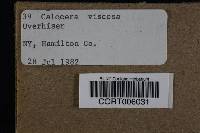 Calocera viscosa image