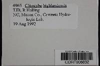 Clitocybe highlandensis image