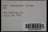 Image of Crinipellis setipes